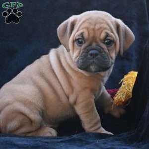 Ann, Miniature Bulldog Puppy
